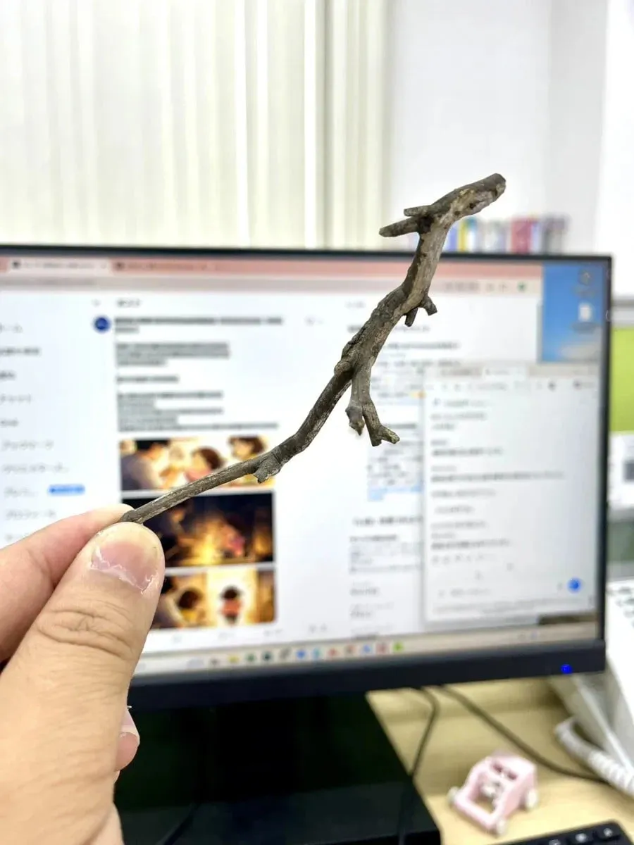 새끼 용을 포획한 일본인.jpg