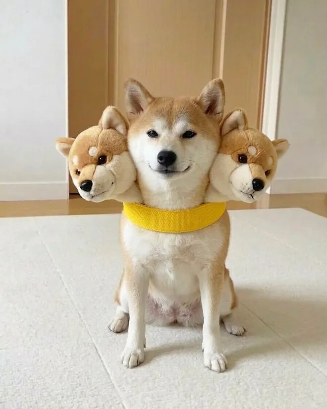 현실 세계의 케르베로스