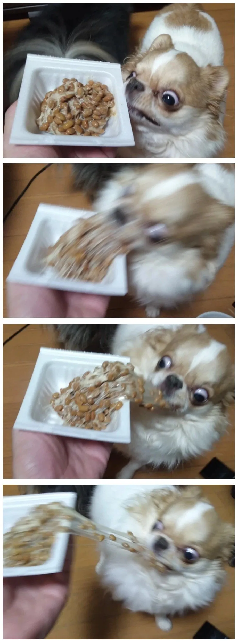 낫토를 본 강아지의 반응.jpg