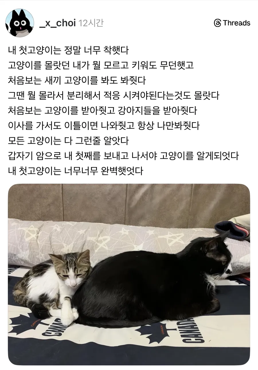너무 착하고 완벽했던 첫째 고양이