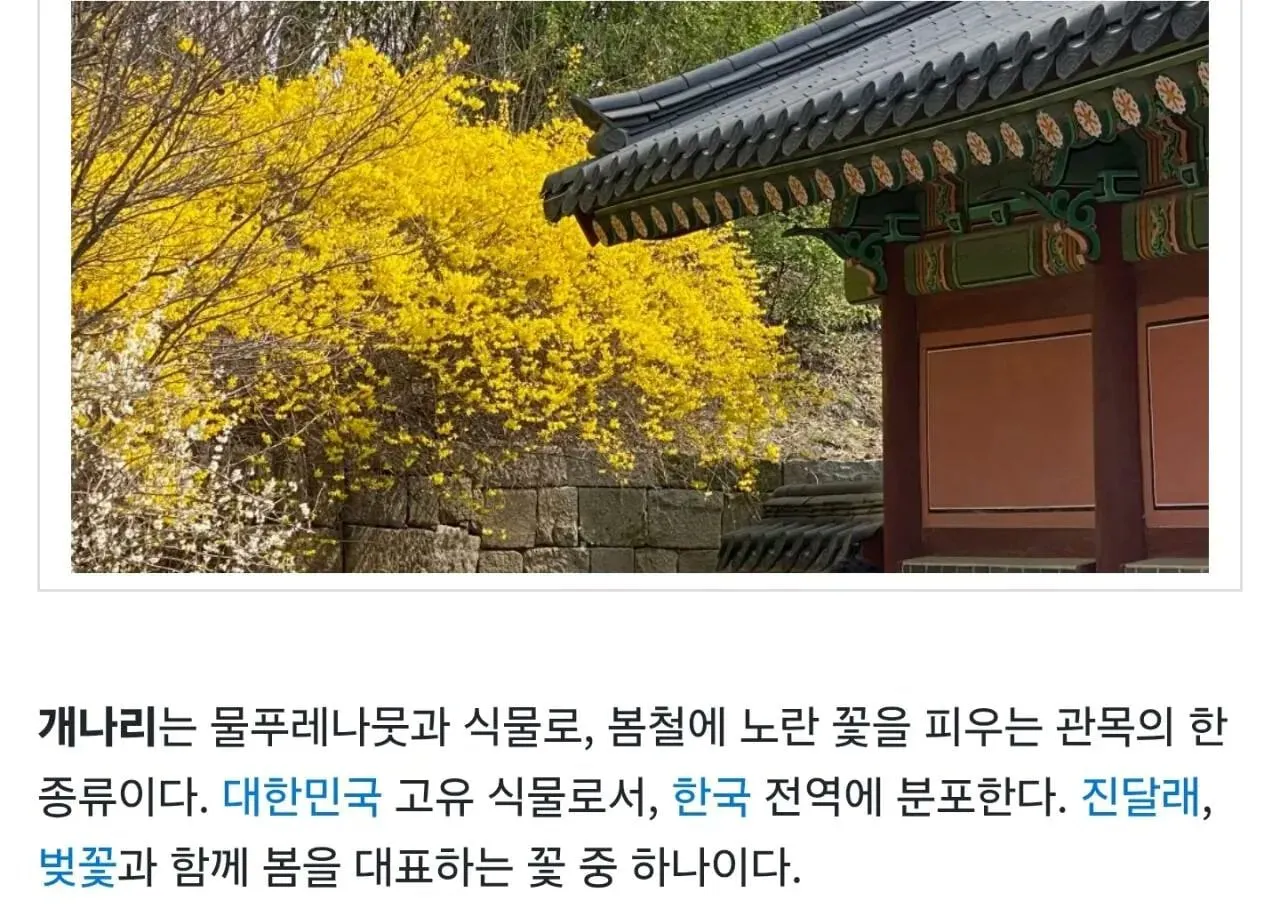 의외로 해외 나가면 보기 힘든 꽃