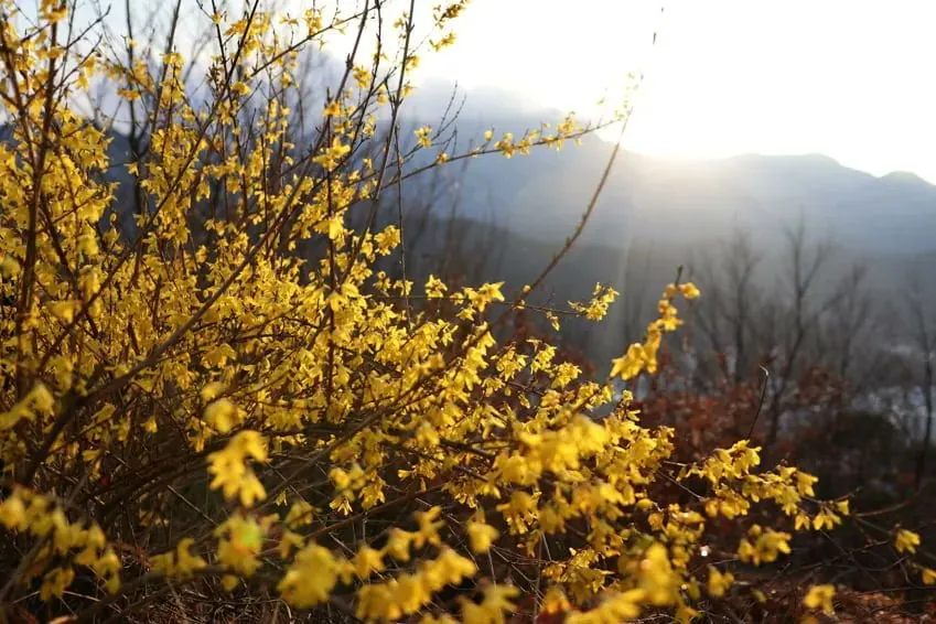 의외로 해외 나가면 보기 힘든 꽃