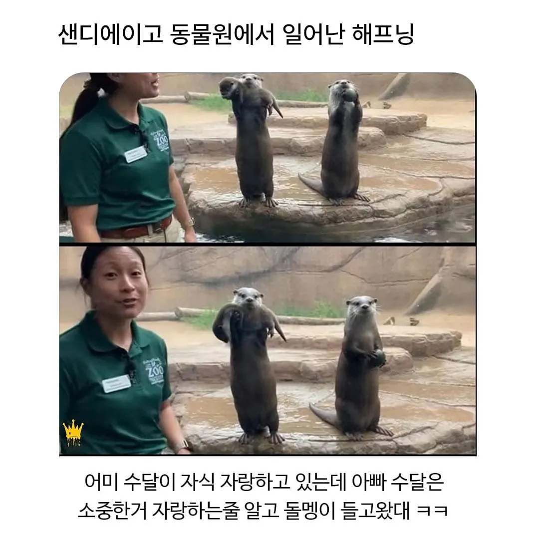 샌디에이고 동물원 수달 헤프닝