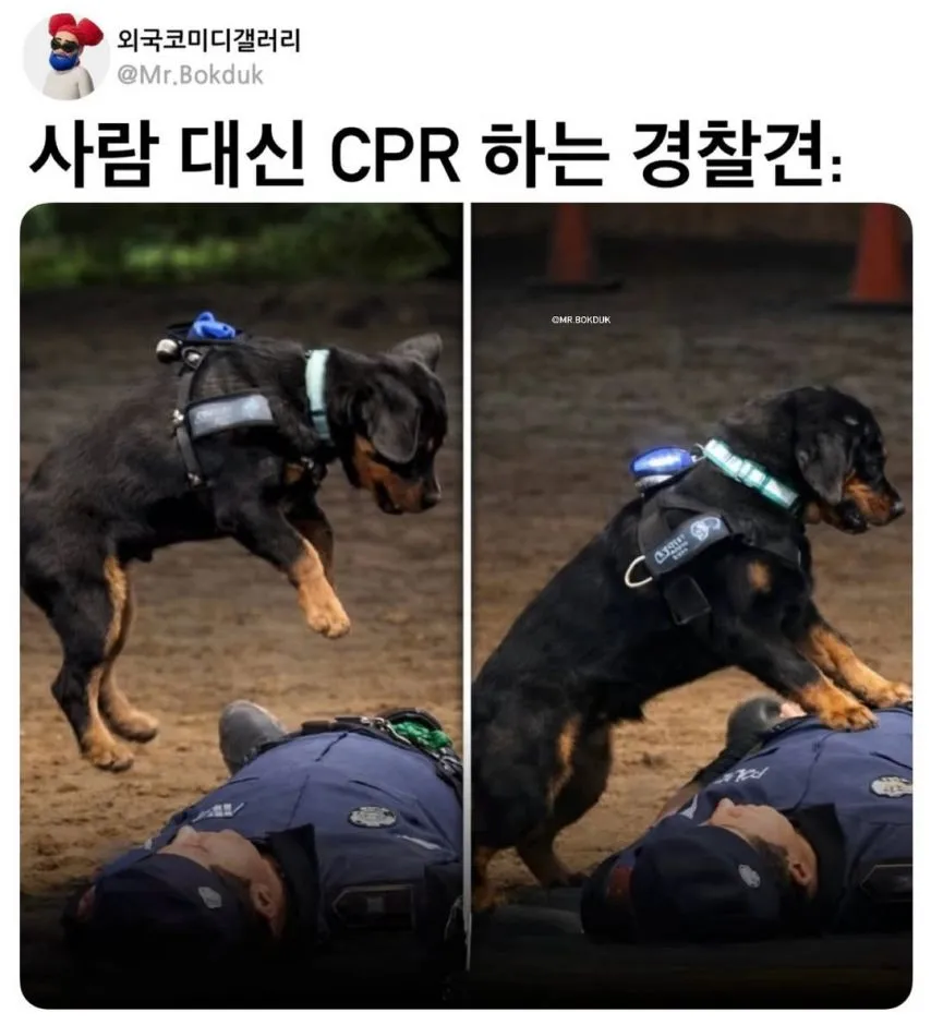 사람 대신 CPR 하는 경찰견.mp4