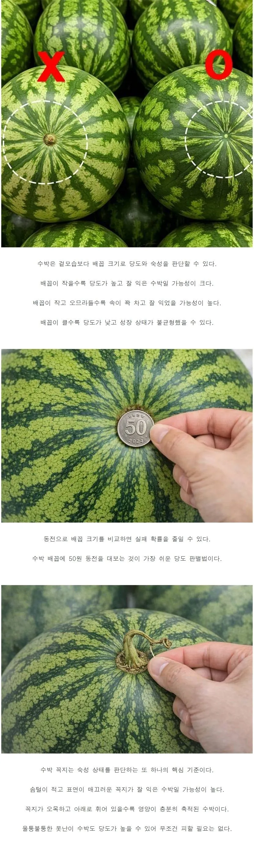 당도 높은 수박을 고르는 방법.