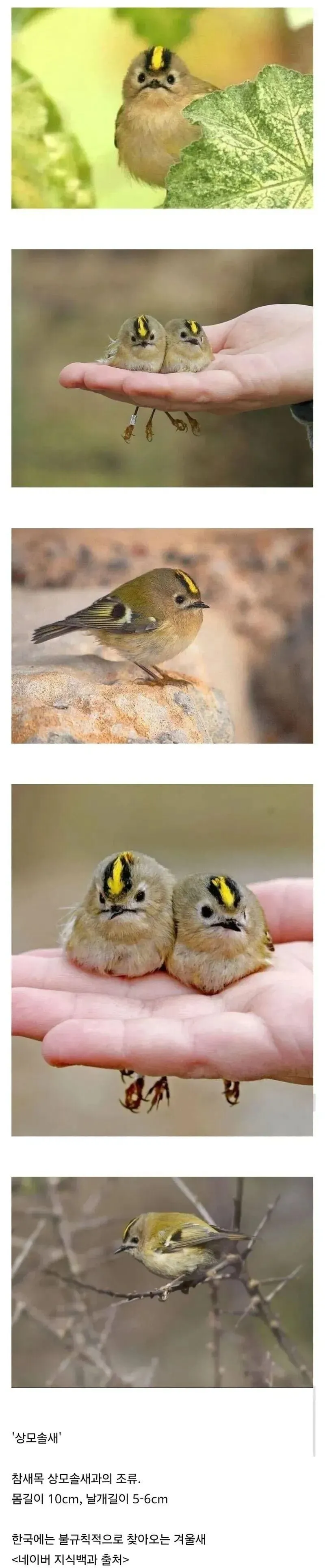 우리나라를 찾아오는 쪼꼬미 철새