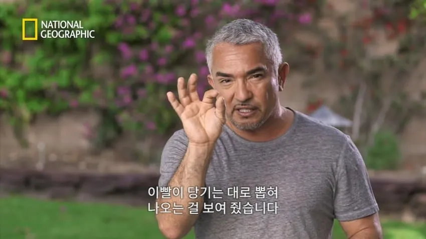 치와와의 행동을 교정한 방법.jpg
