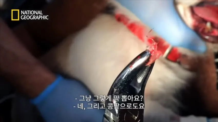 치와와의 행동을 교정한 방법.jpg