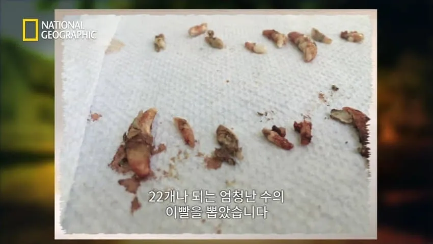 치와와의 행동을 교정한 방법.jpg