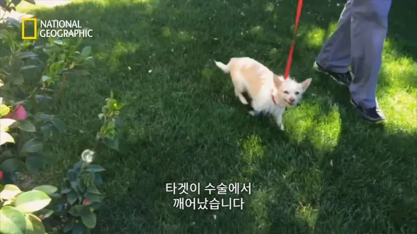 치와와의 행동을 교정한 방법.jpg