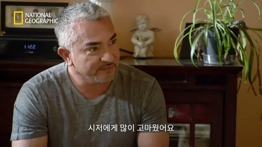 치와와의 행동을 교정한 방법.jpg