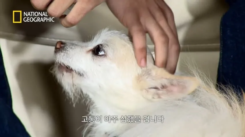 치와와의 행동을 교정한 방법.jpg
