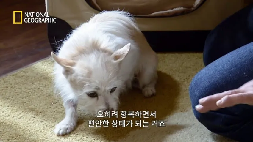 치와와의 행동을 교정한 방법.jpg