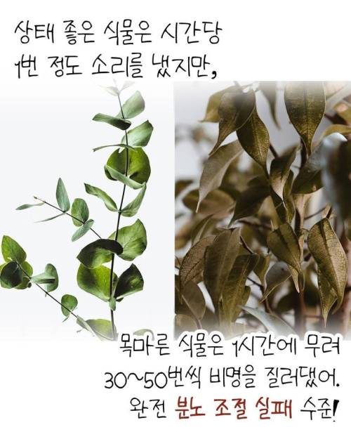 식물이 조용해서 좋다? 목마르면 지르는 비명