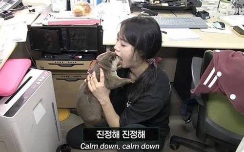 수달 진정 시키는 방법