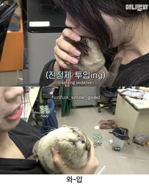 수달 진정 시키는 방법