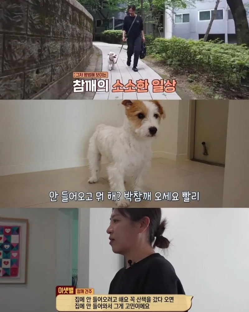 댕댕이의 조용한 반항