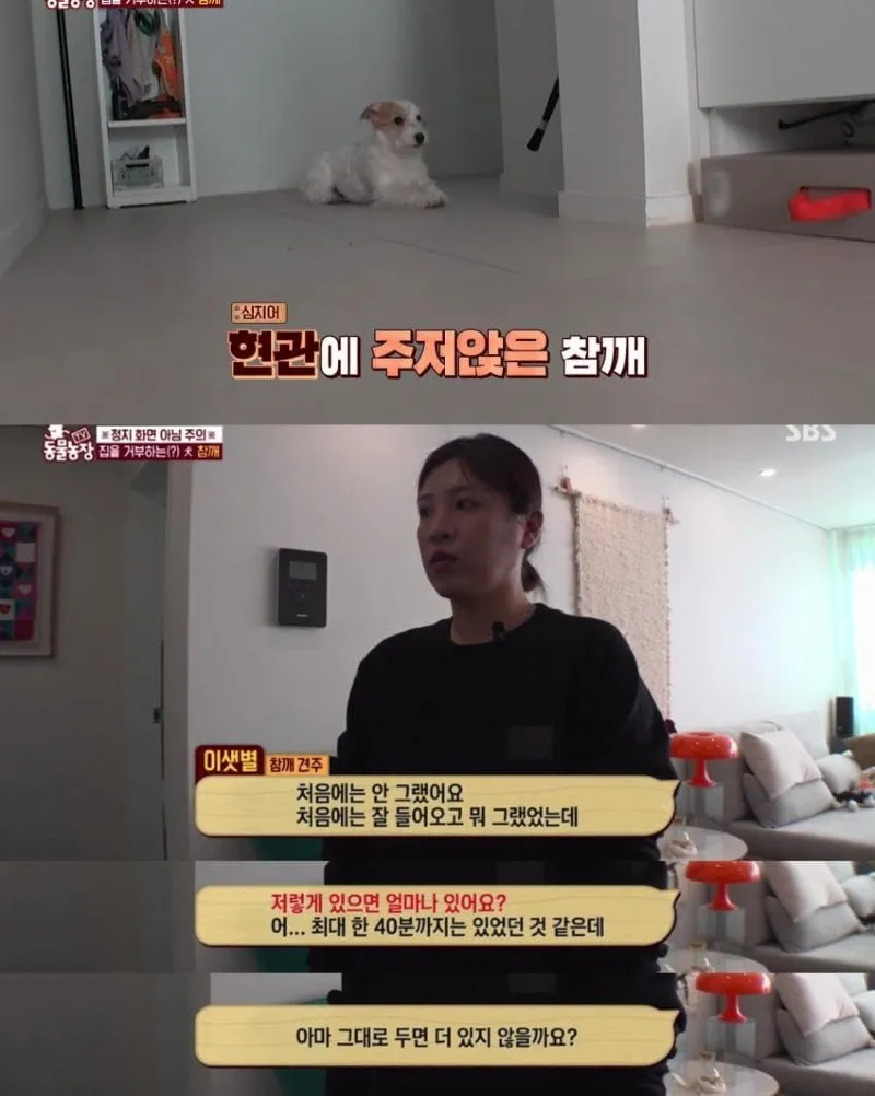 댕댕이의 조용한 반항
