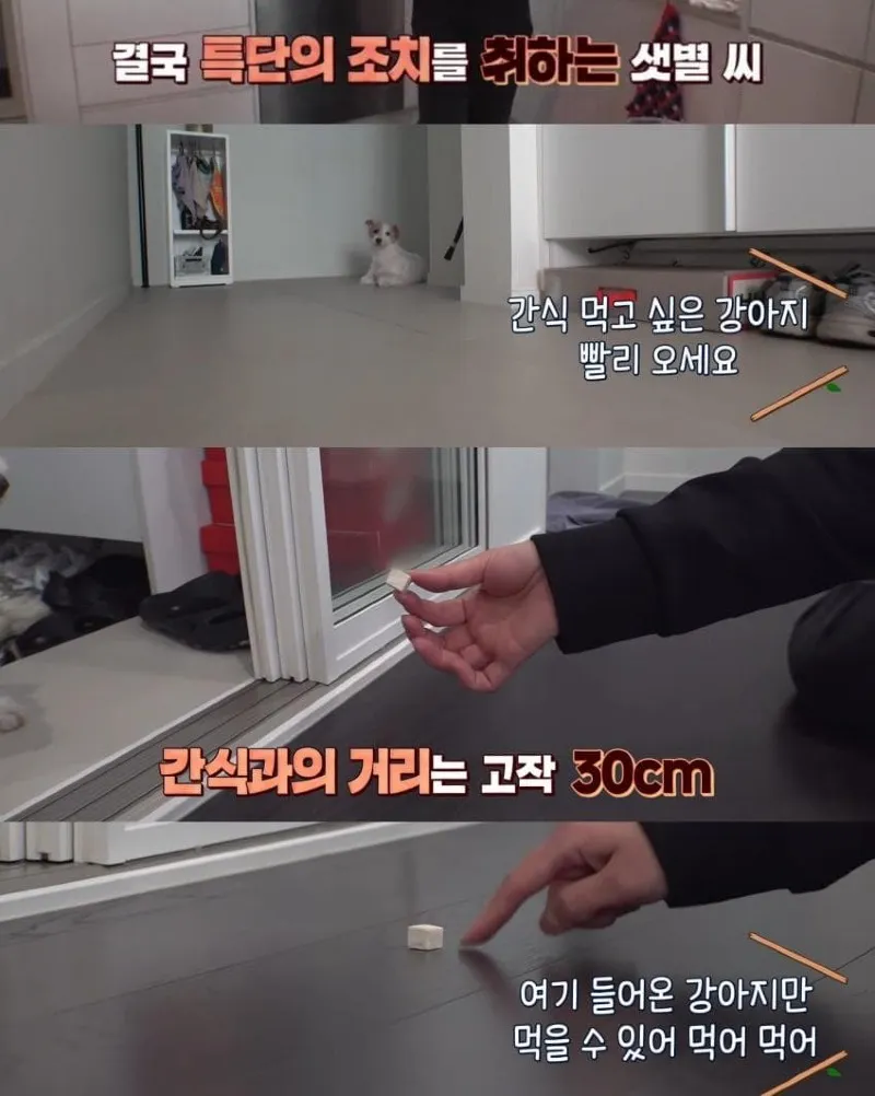 댕댕이의 조용한 반항