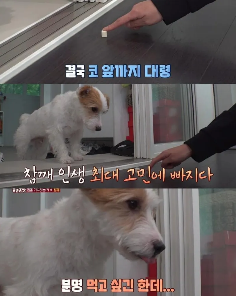 댕댕이의 조용한 반항