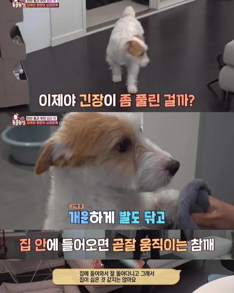 댕댕이의 조용한 반항