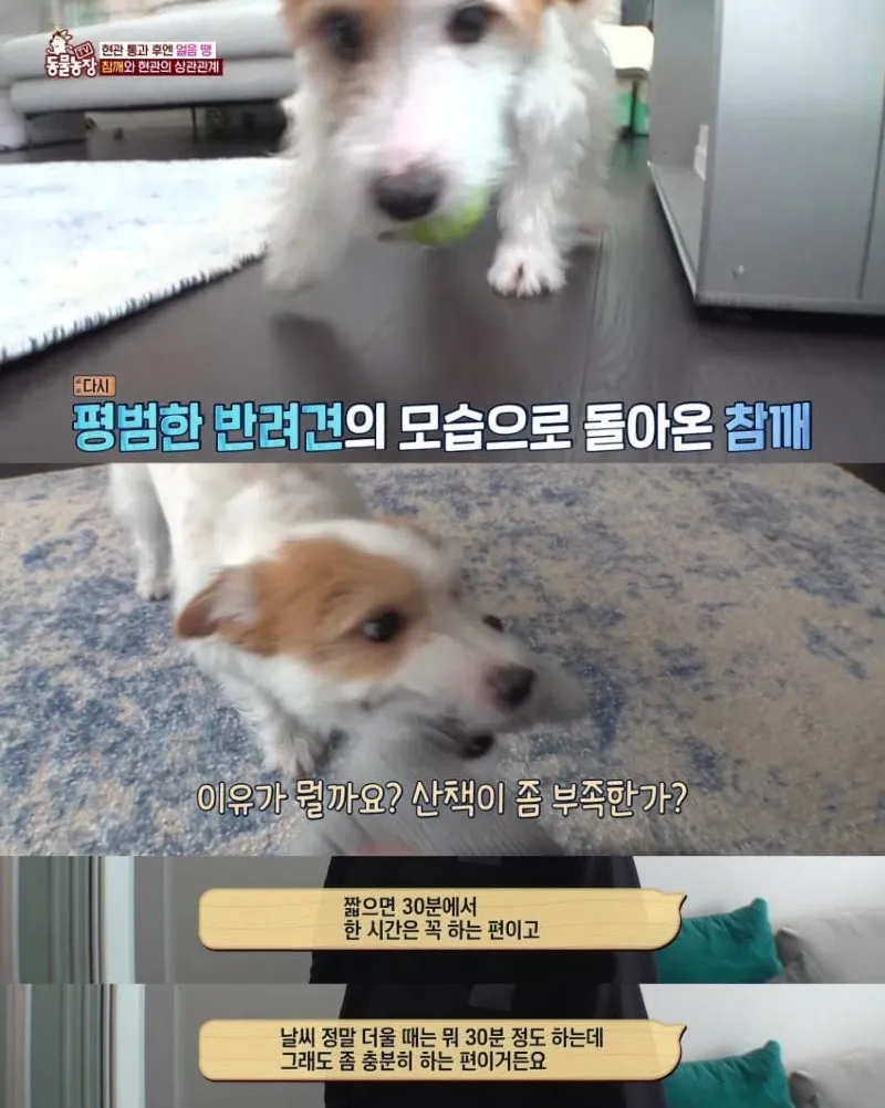 댕댕이의 조용한 반항