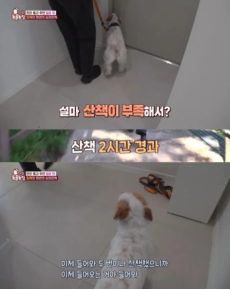댕댕이의 조용한 반항