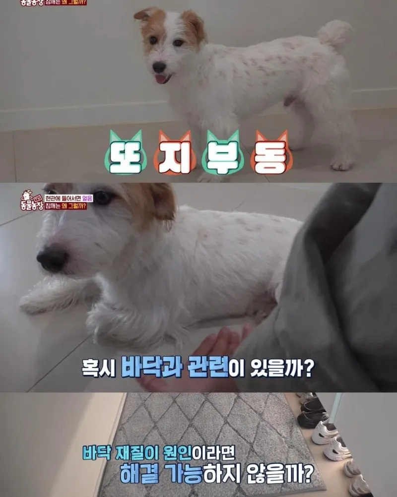 댕댕이의 조용한 반항