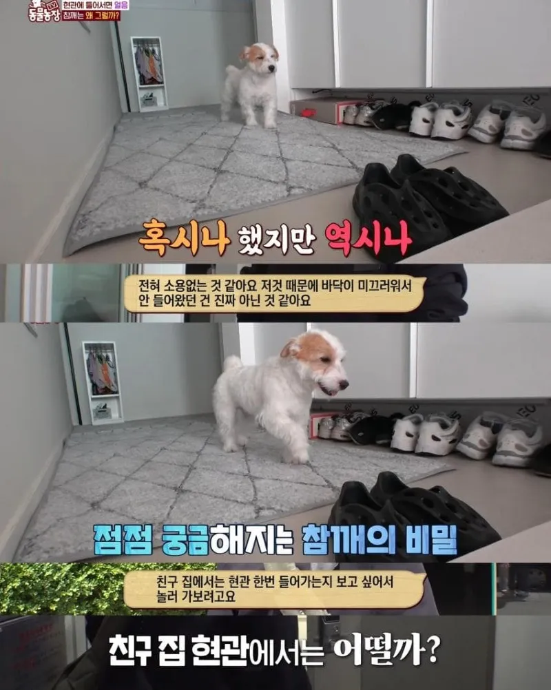 댕댕이의 조용한 반항
