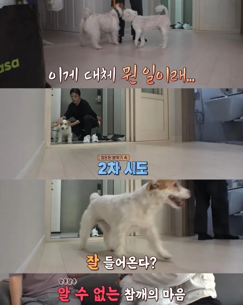 댕댕이의 조용한 반항