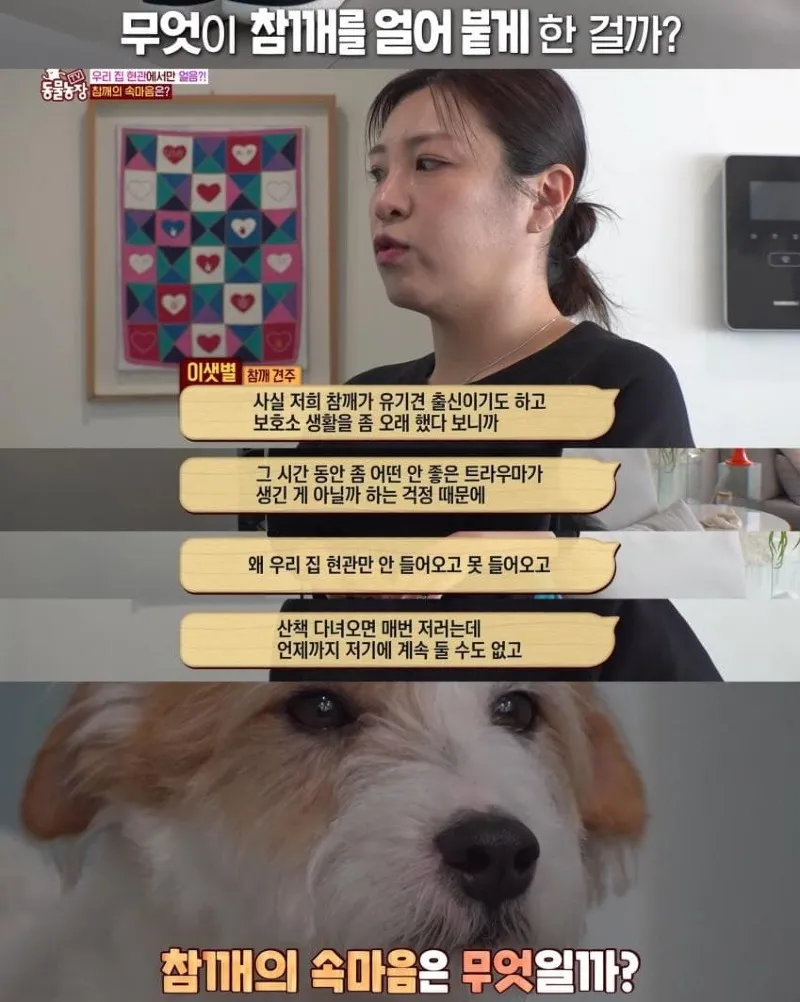 댕댕이의 조용한 반항