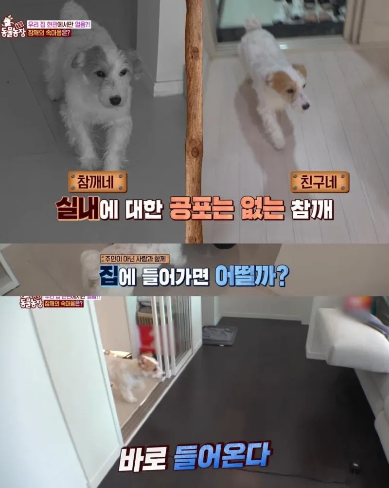 댕댕이의 조용한 반항