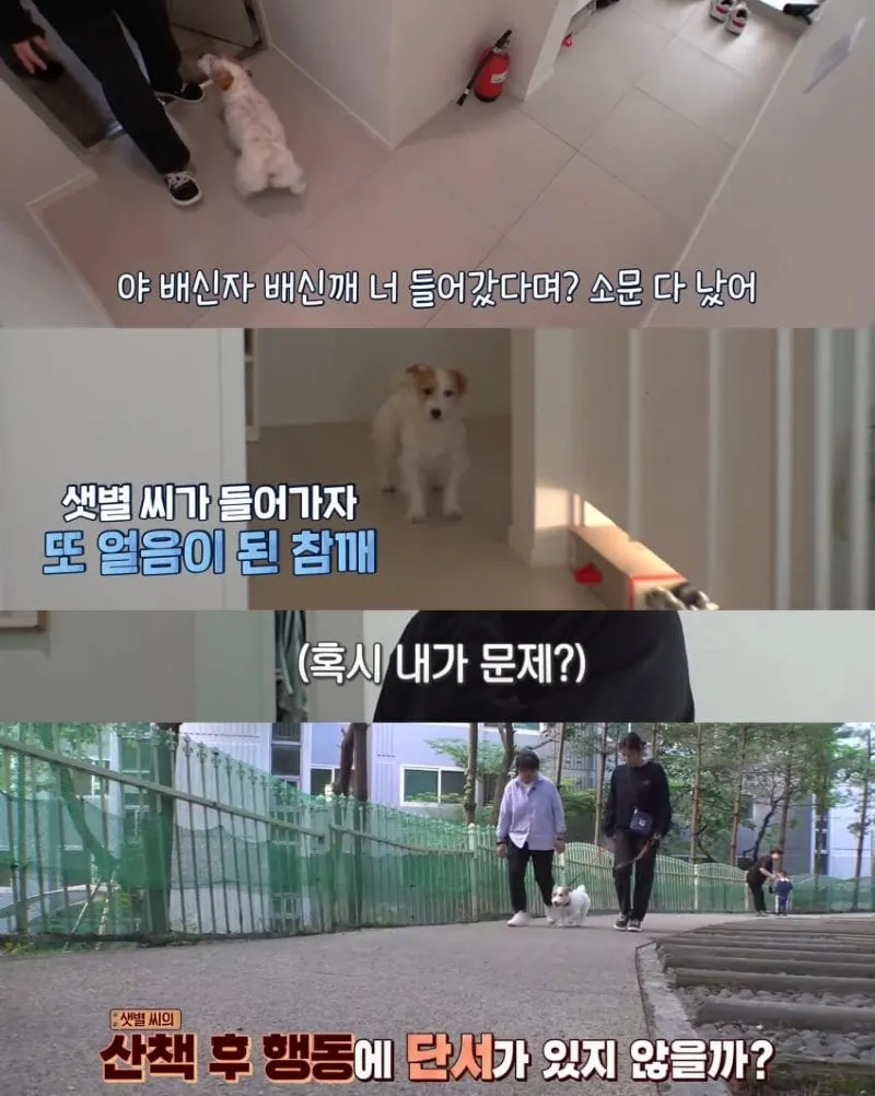 댕댕이의 조용한 반항