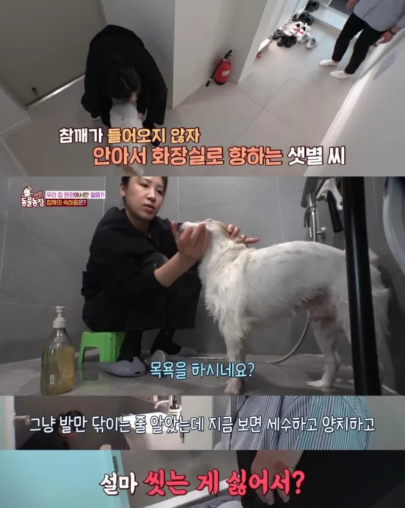 댕댕이의 조용한 반항