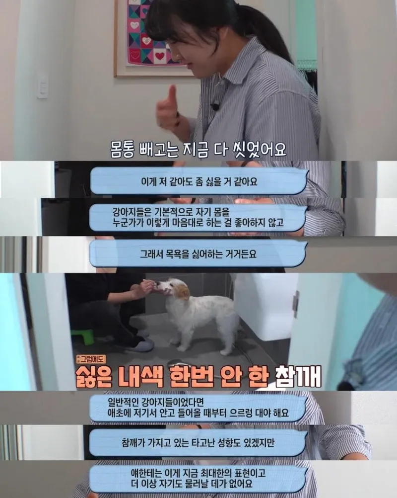 댕댕이의 조용한 반항