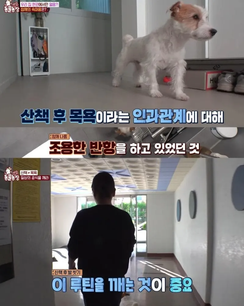 댕댕이의 조용한 반항