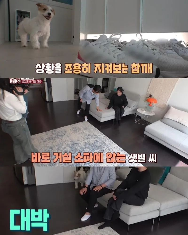 댕댕이의 조용한 반항