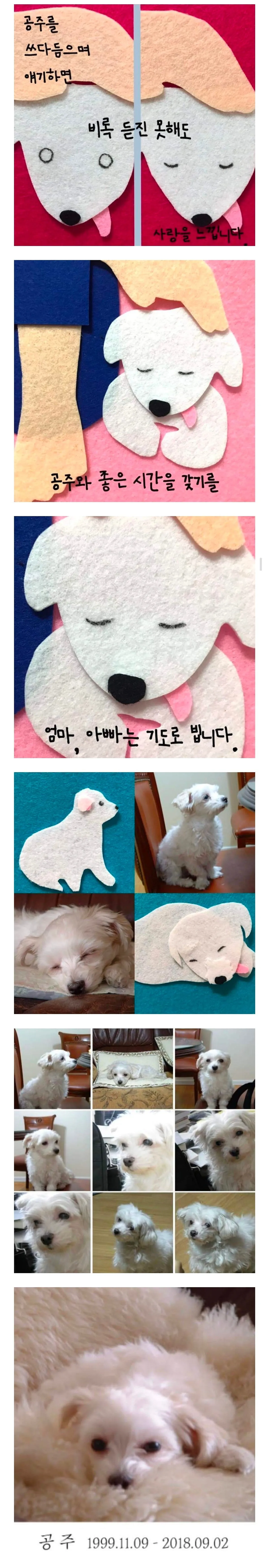 부모님이 십 년만에 부부동반 여행을 가셨다 서울에 사는 나는 나이든 개를 돌보기 위해 잠시 대전 본가로 왔다