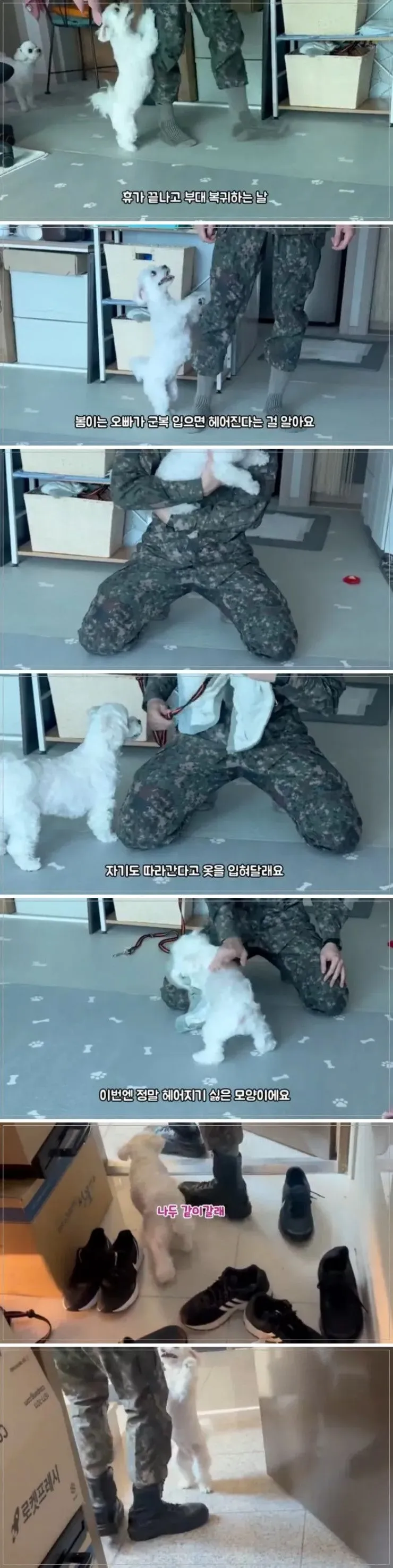 군인을 대하는 댕댕이들의 반응