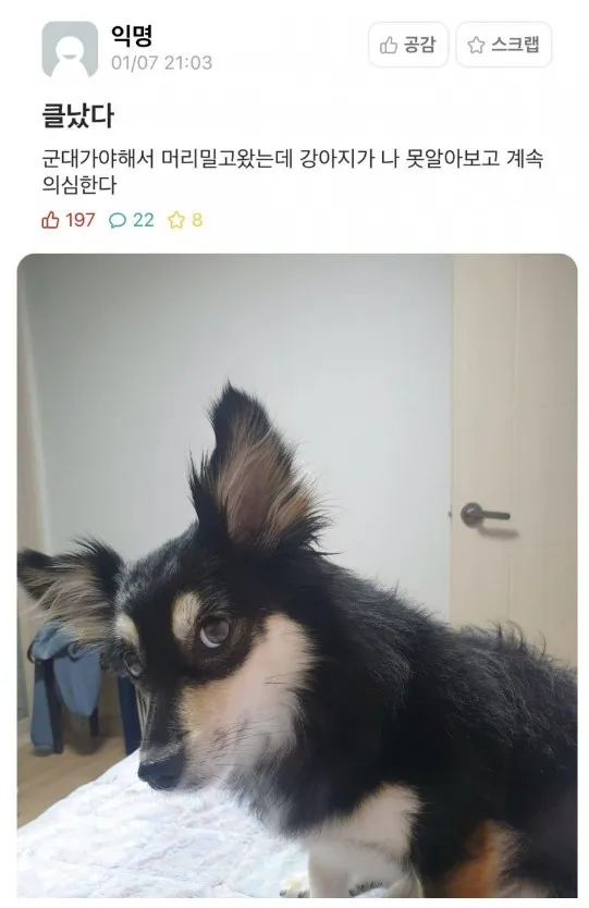 군인을 대하는 댕댕이들의 반응