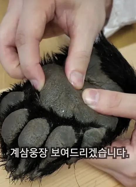 요즘 요리 유튜버 평균