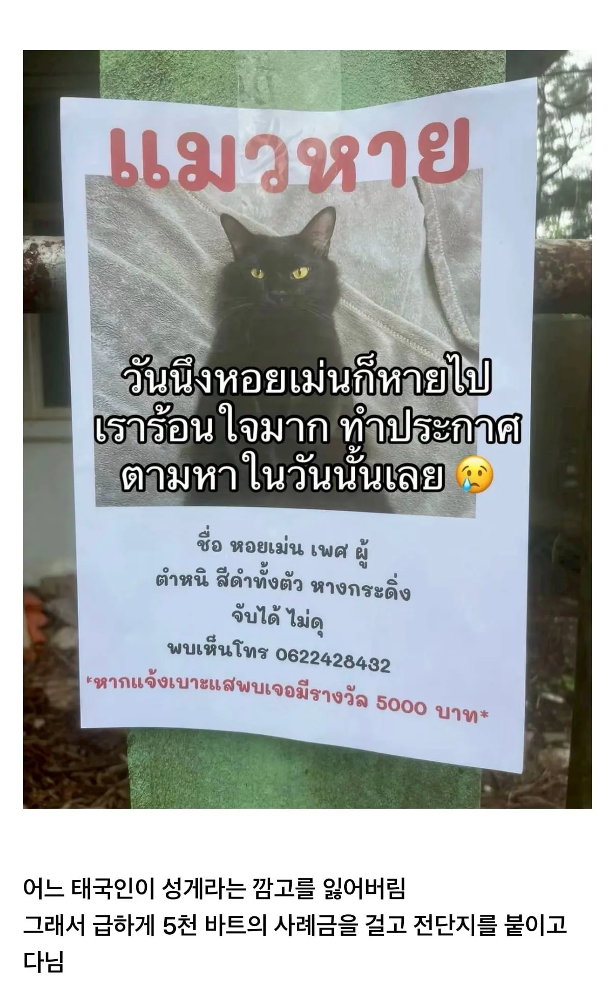 고양이를 잃어버렸는데 찾긴 찾았음