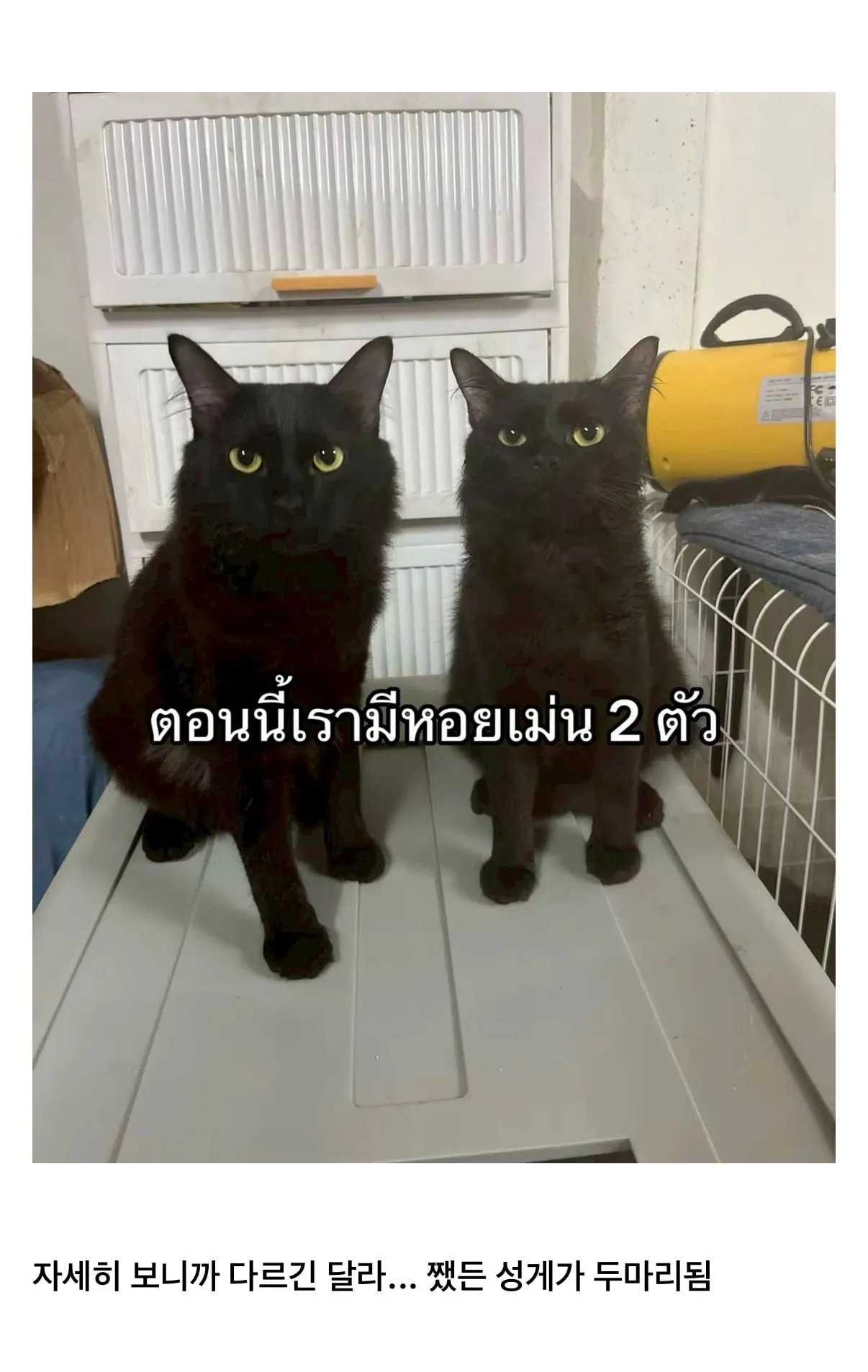 고양이를 잃어버렸는데 찾긴 찾았음
