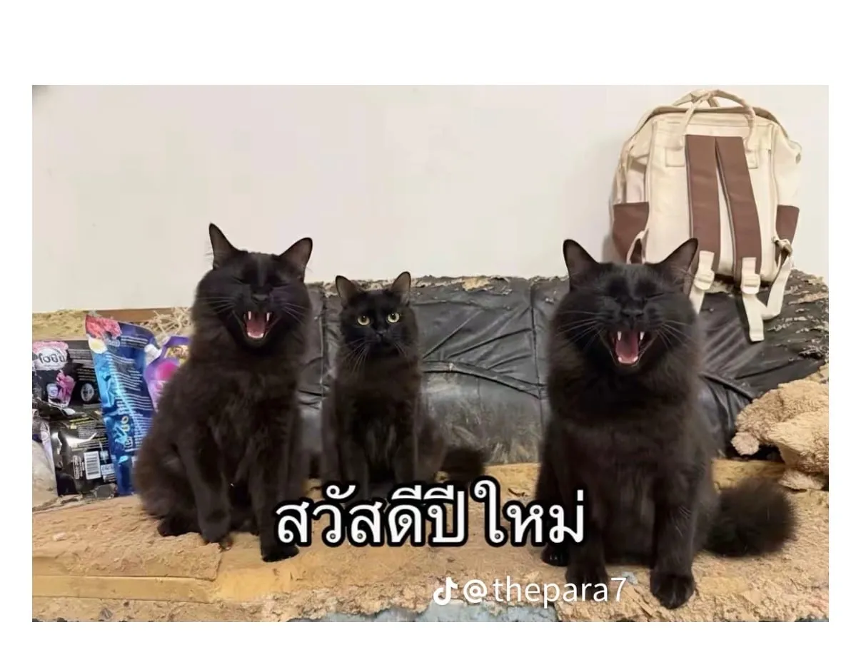 고양이를 잃어버렸는데 찾긴 찾았음