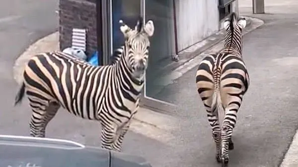 ??? : 늑구야... 절대 잡히지 마라...
