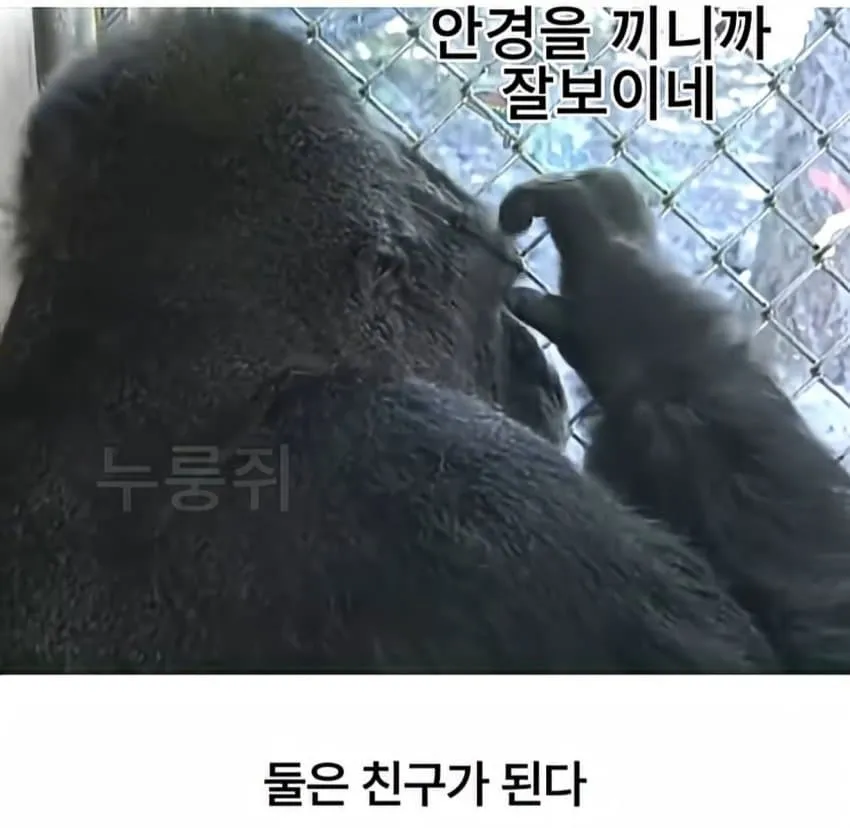 수화를 배운 고릴라...