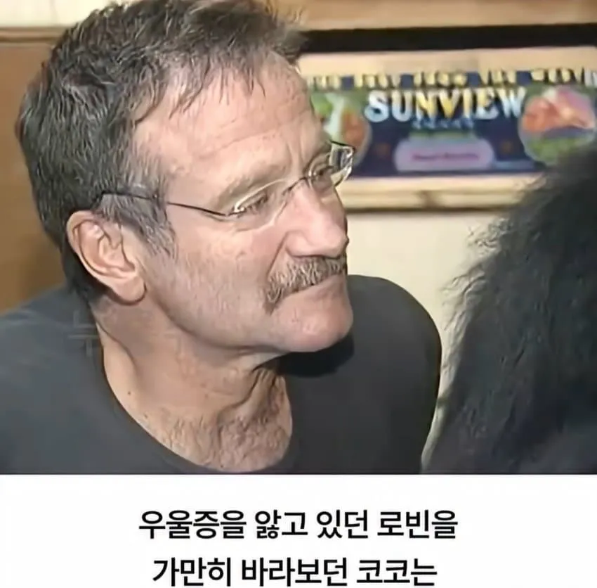 수화를 배운 고릴라...