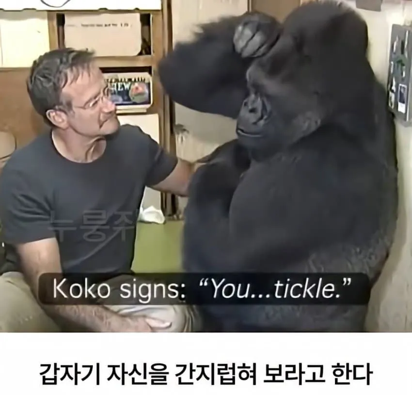 수화를 배운 고릴라...