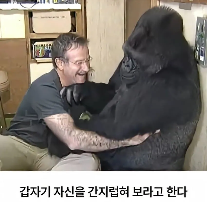 수화를 배운 고릴라...