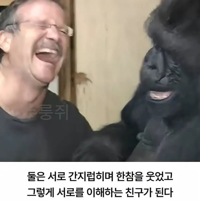 수화를 배운 고릴라...